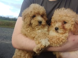Miniature Cava-poo puppies