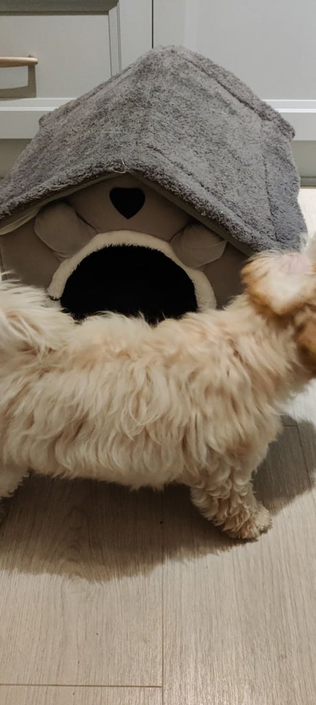 image for Small Dog House, Harness, Collars and Shampoo