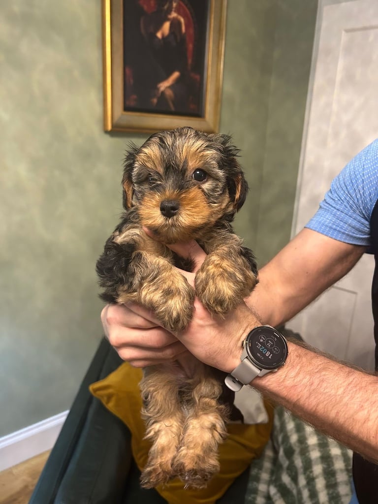 Yorkiepoo Puppies 