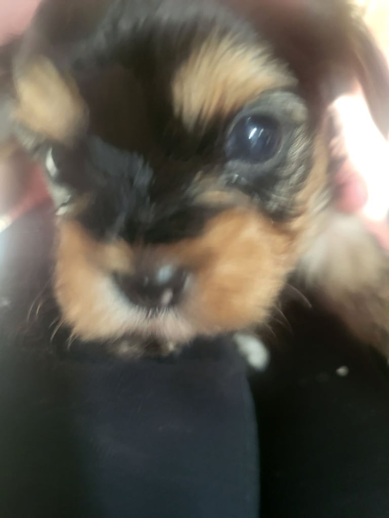 5 boy Yorkshire terrier puppies 4 weeks old