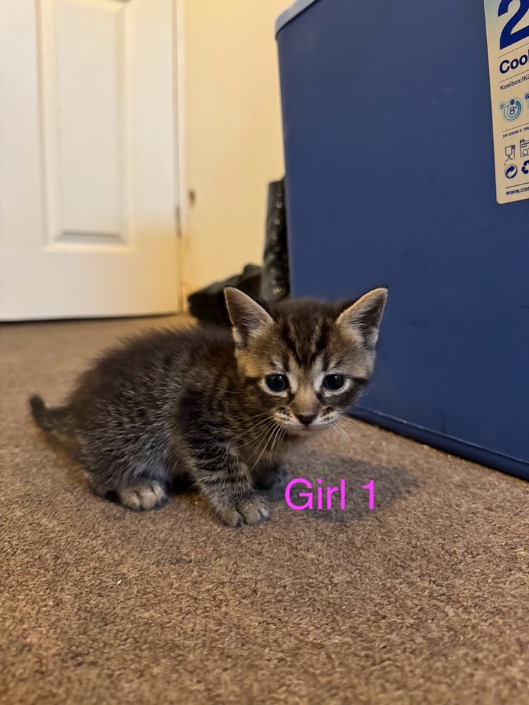 2 female kittens are looking for a loving home!!