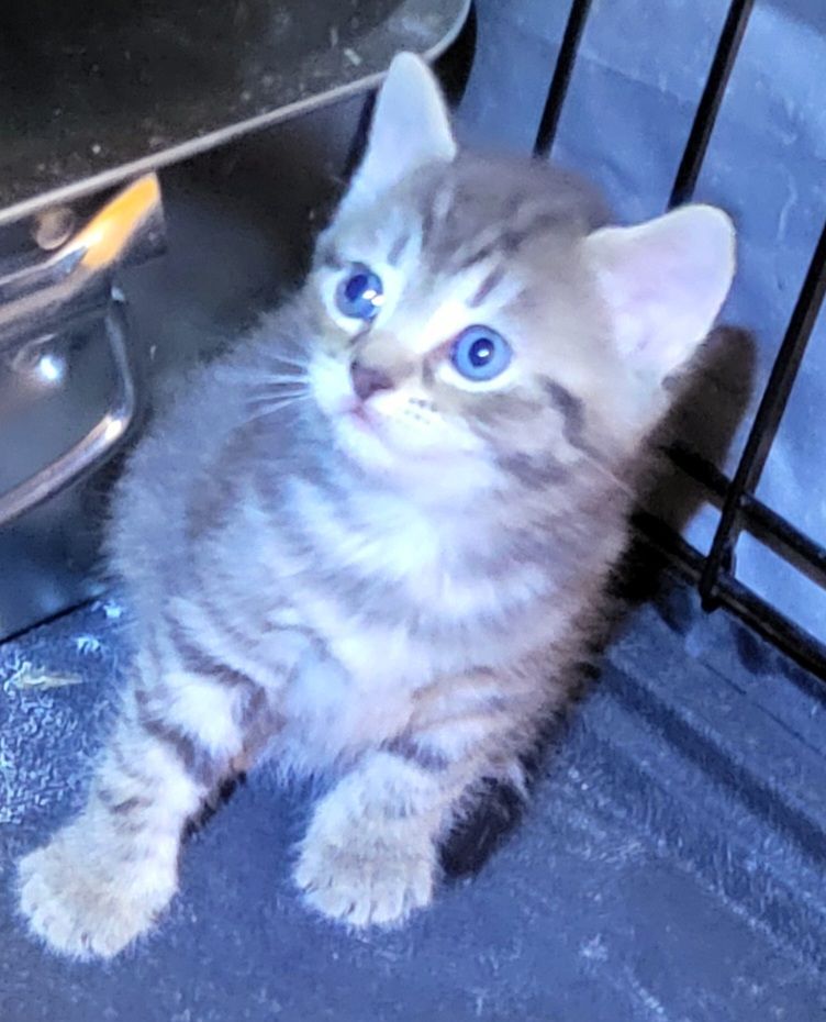 🐾 Adorable Kittens Ready for Their Forever Homes 🐾