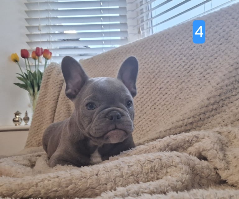 🐾French Bulldog Puppies 🐾