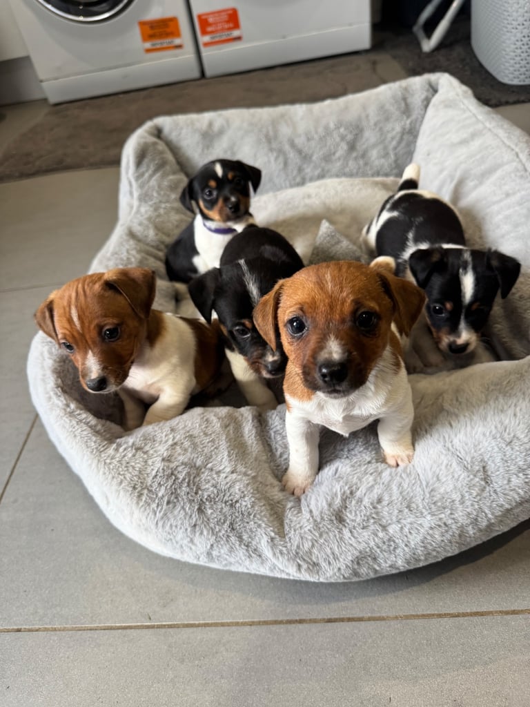 Jack Russell pups for sale