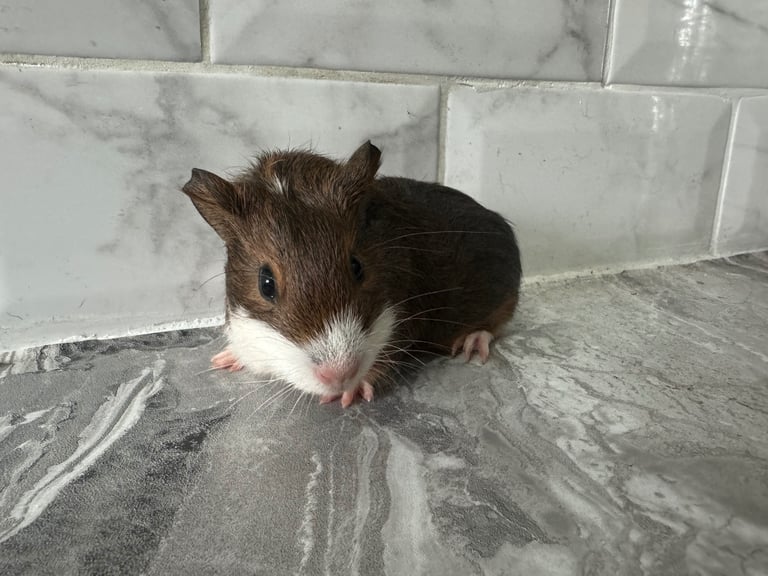image for Baby guinea pigs 2 girls 