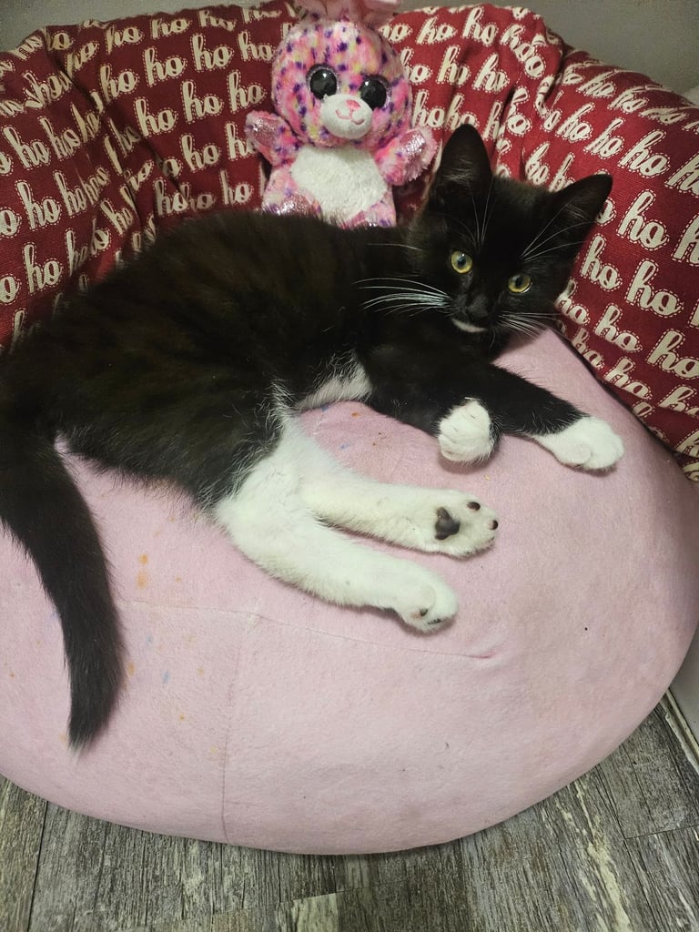 Kitten black and white 