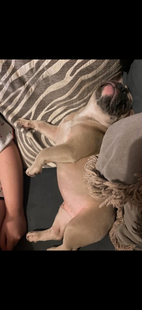 Blue fawn male French bulldog 