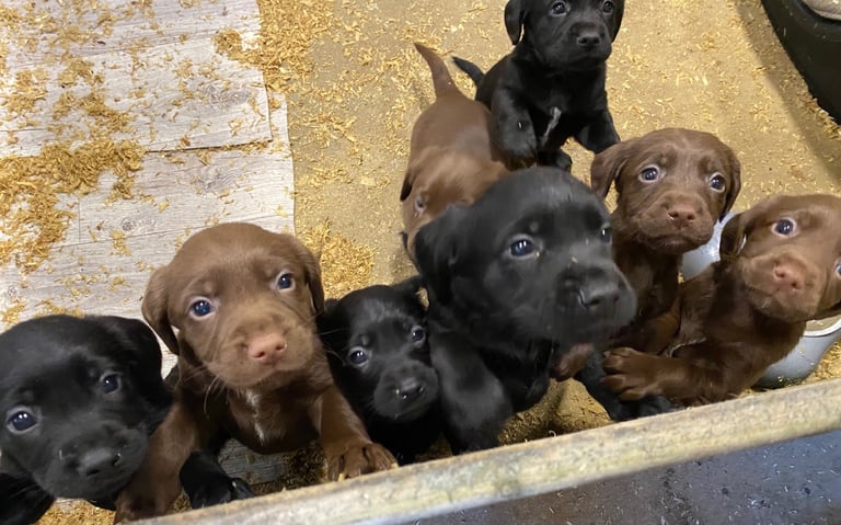 Labrador x Cocker Spaniel Puppies 