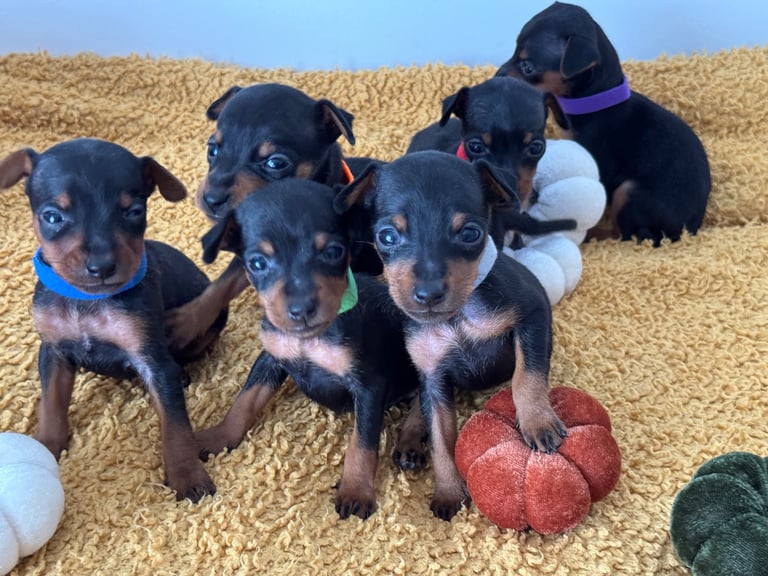 Not KC Reg Miniature Pincher Puppies 