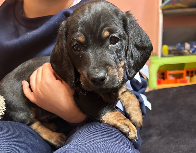 Miniature dachshunds 