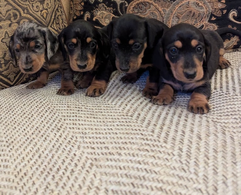 image for Dachshunds