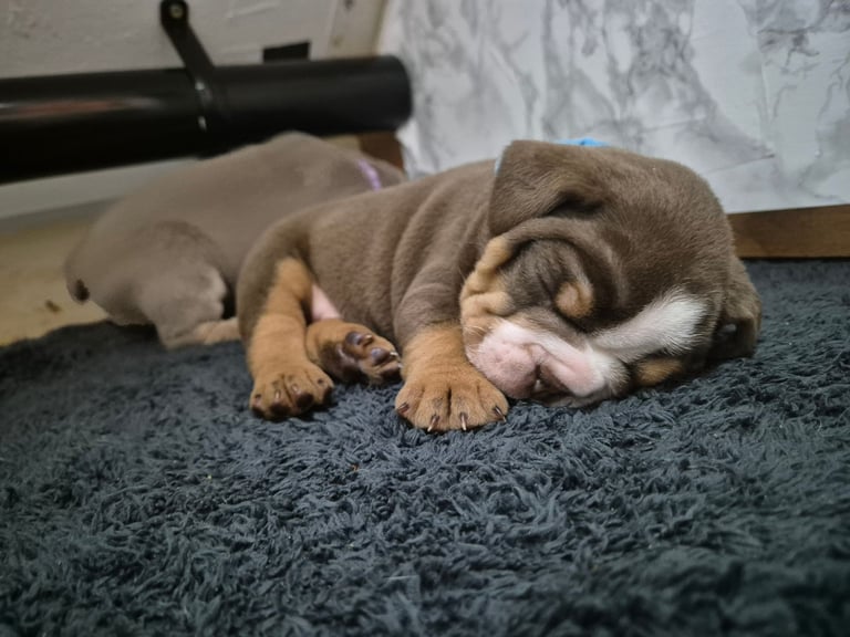 Olde english x english bulldog 