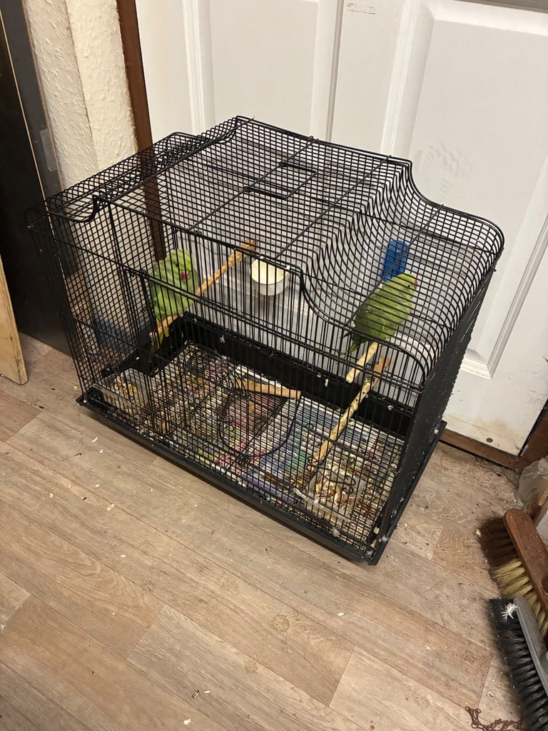 Parrot cage