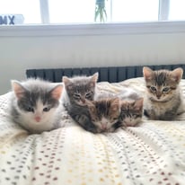 Beautiful kittens - part BSH & Maine Coon