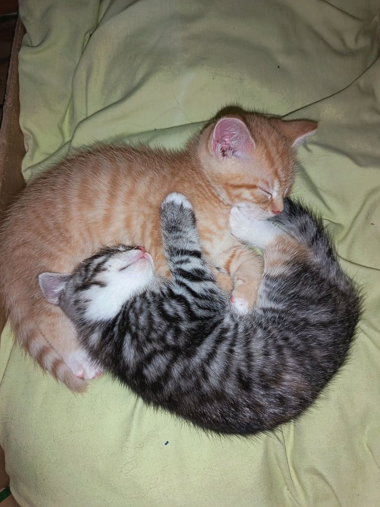 4 cuddly tabby and ginger kittens 