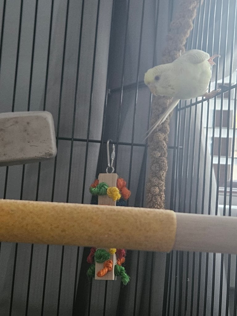 image for Budgie with cage