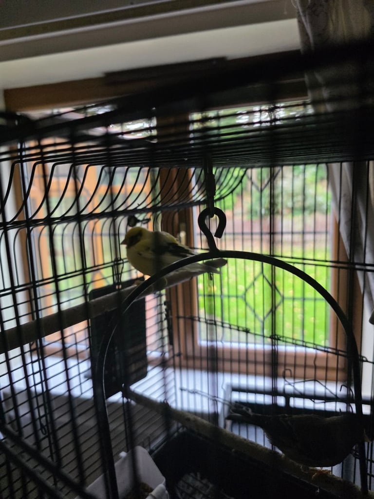 Canaries cage