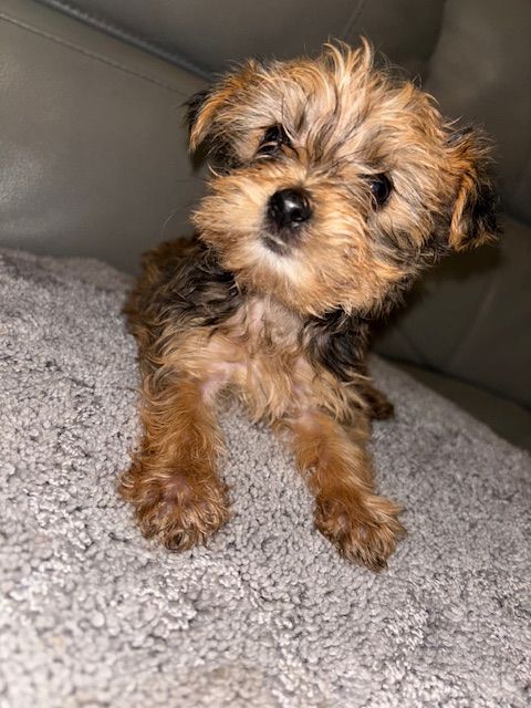 Adorable yorkshire terrier puppies - 1 boy and 1 girl