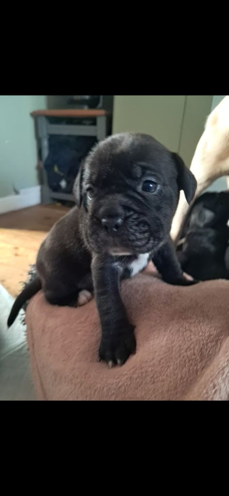 Frenchbulldog cross puppies 5 left 