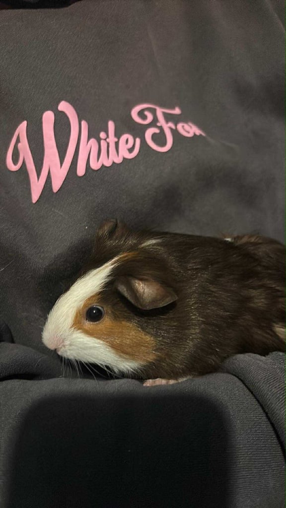 Guinea pigs ready to go now 