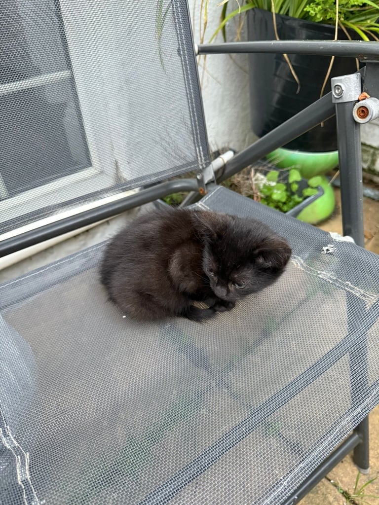 Black 2 Month Old Kitten For Sale