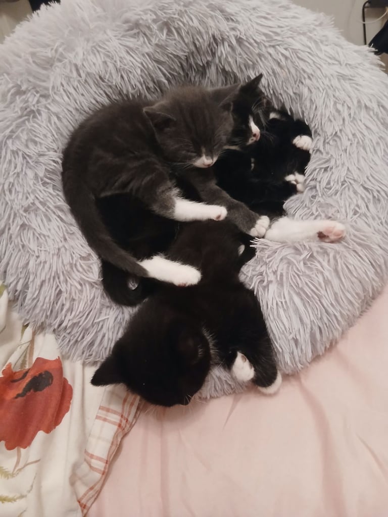 image for 4 Friendly and Playful kittens