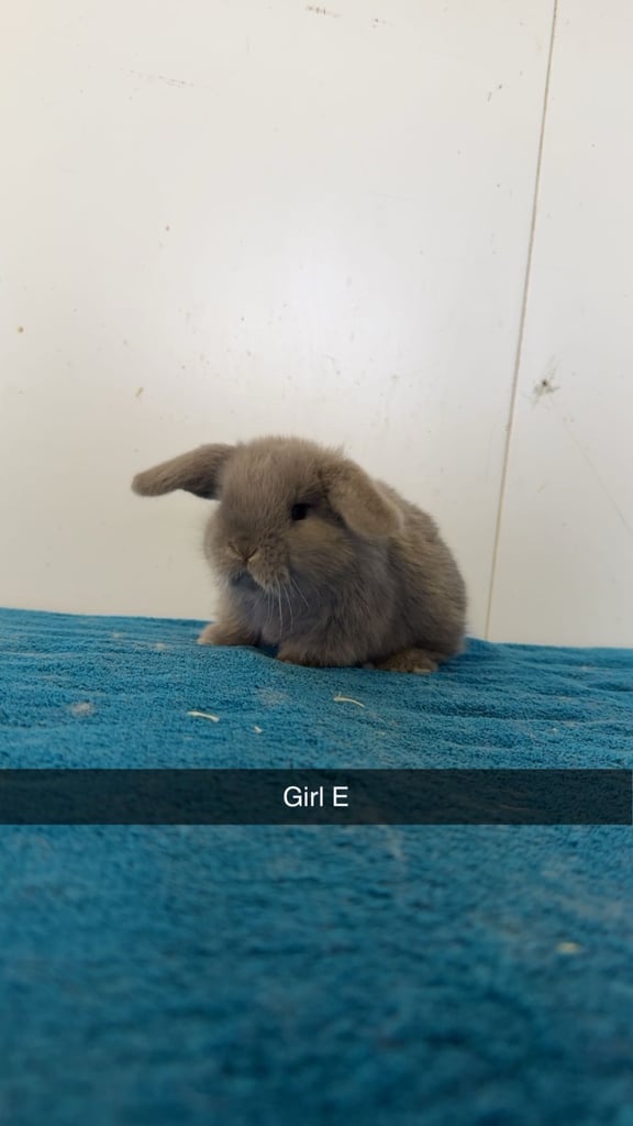 Pure mini lops ready to leave  