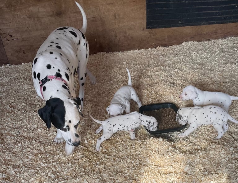 Dalmatian puppies