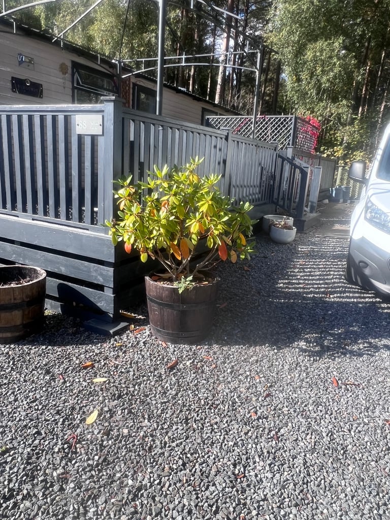 Whisky barrel planter with plant