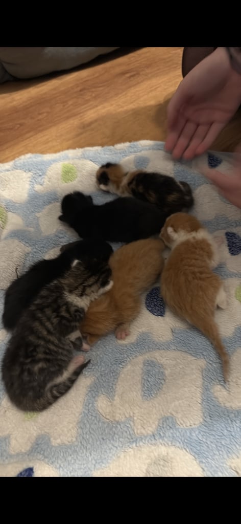 6 kittens looking for there forever homes 