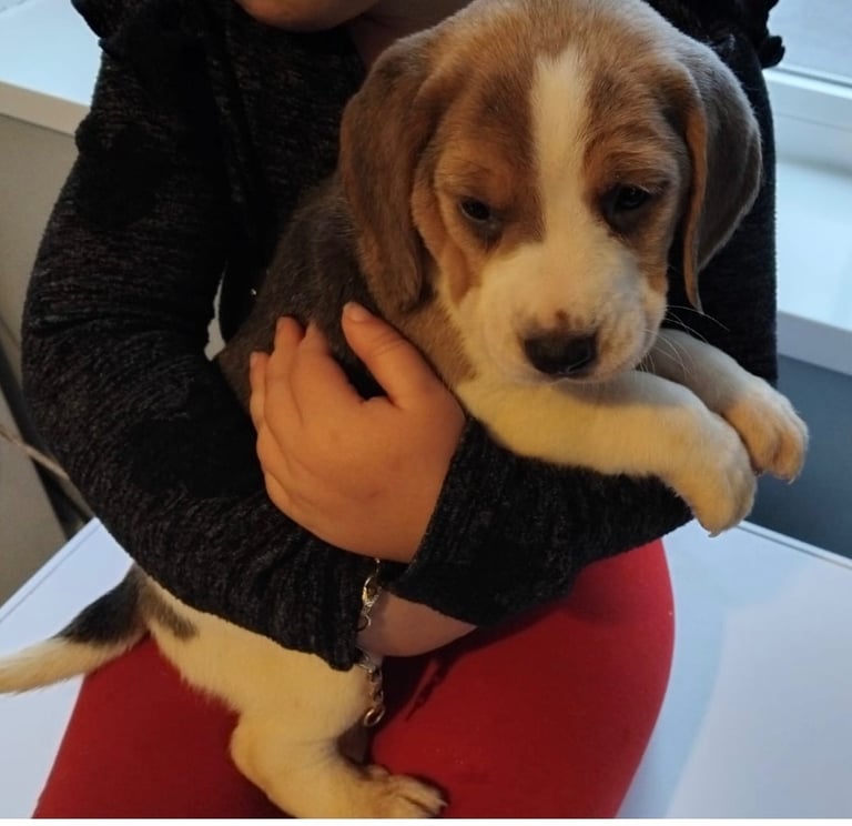 Charles Spaniel Beaglier Puppies For Sale Gumtree Trading Post