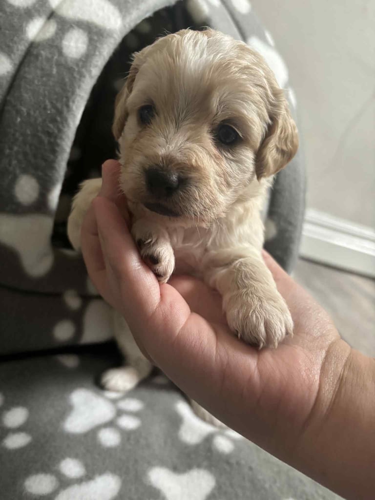 Shih tzu & cocker spaniel mix puppies