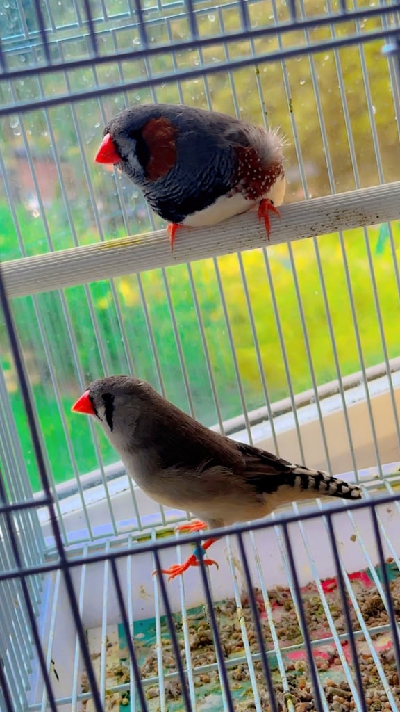 4 PAIRS OF BIG EXHIBITION SIZED CLOSE RUNG (ZFS) ZEBRA FINCHES