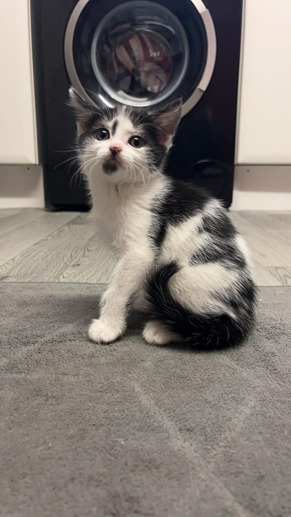 Black&white female kitten