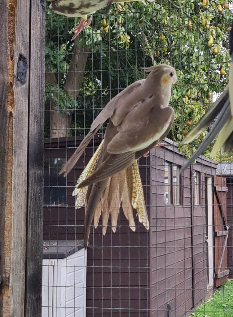 Baby cockatiels