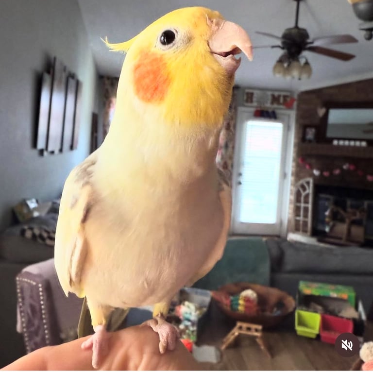 Baby Budgies & Cockatiels – Hand-Tame – From £20