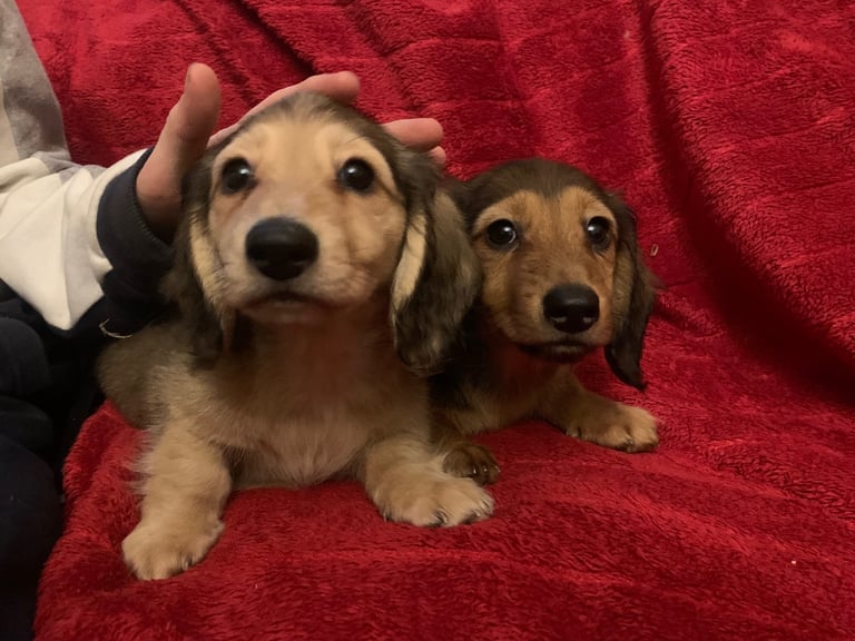 Long haired dachshund puppies 