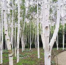 Betula Utilis Jacquemontii Tree (White Stem Birch)