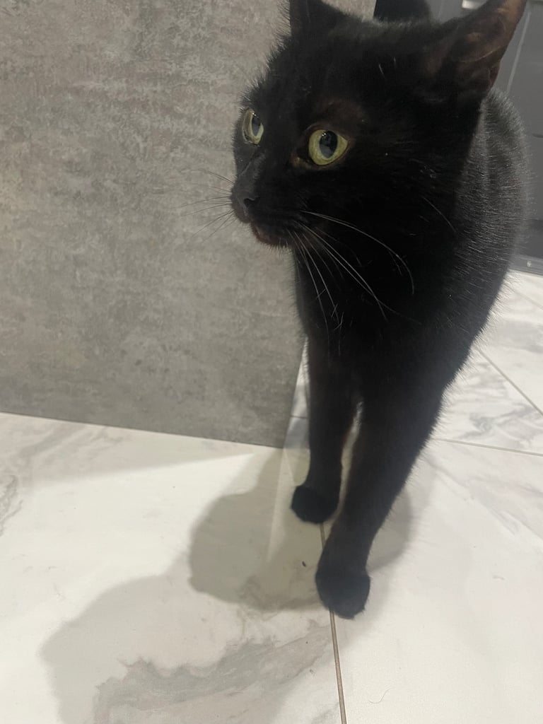 Cat to be re-homed