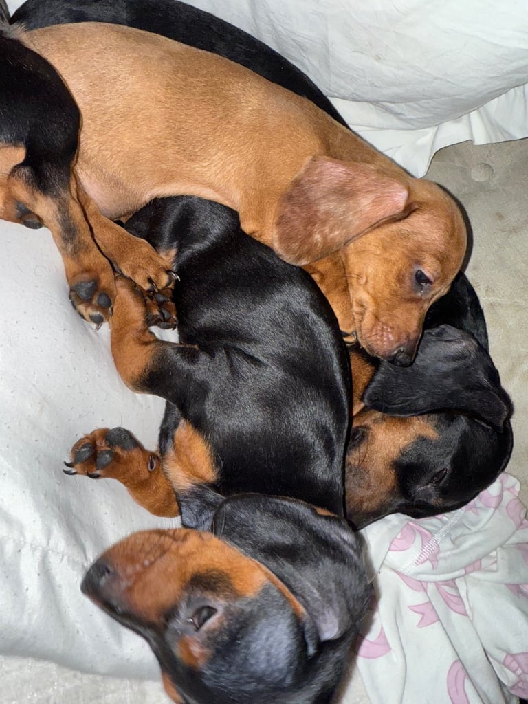 READY NOW Miniature dachshund Puppies