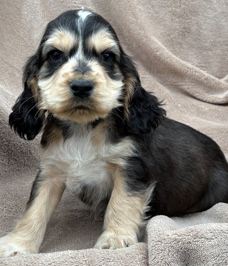 Show cocker spaniels
