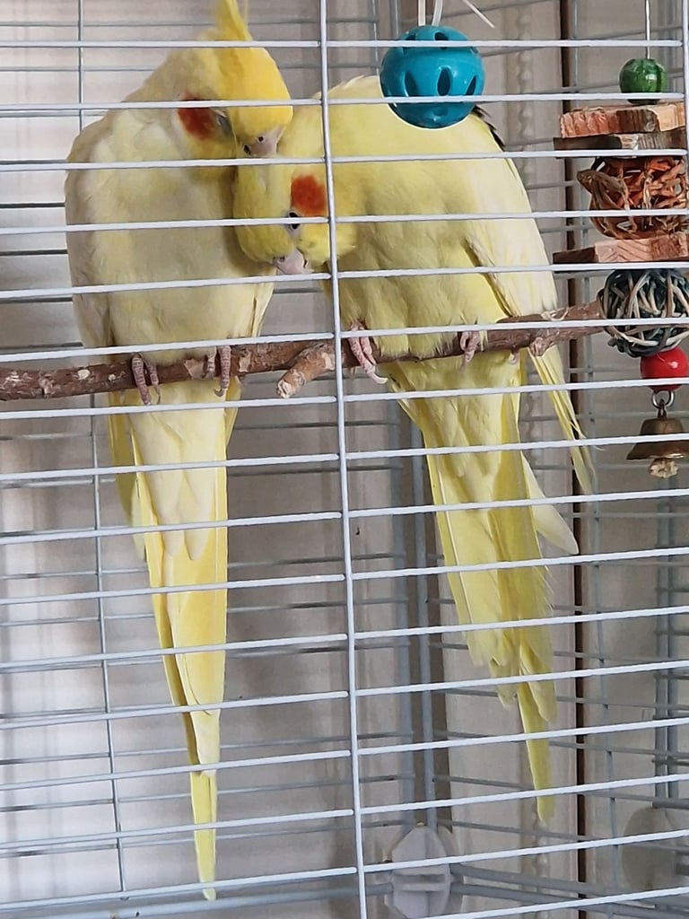 A young lutono cockateil couple. A big cage+£50