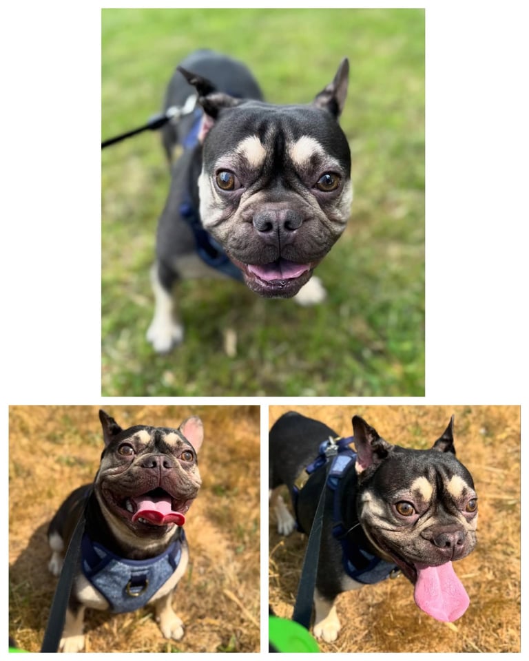 image for Male french bulldog 