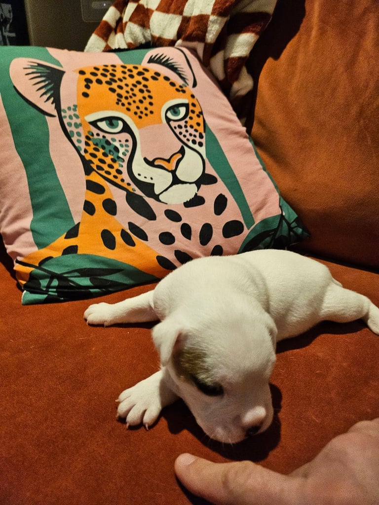 British Bulldog Staff cross (Old Tyme Bulldog)