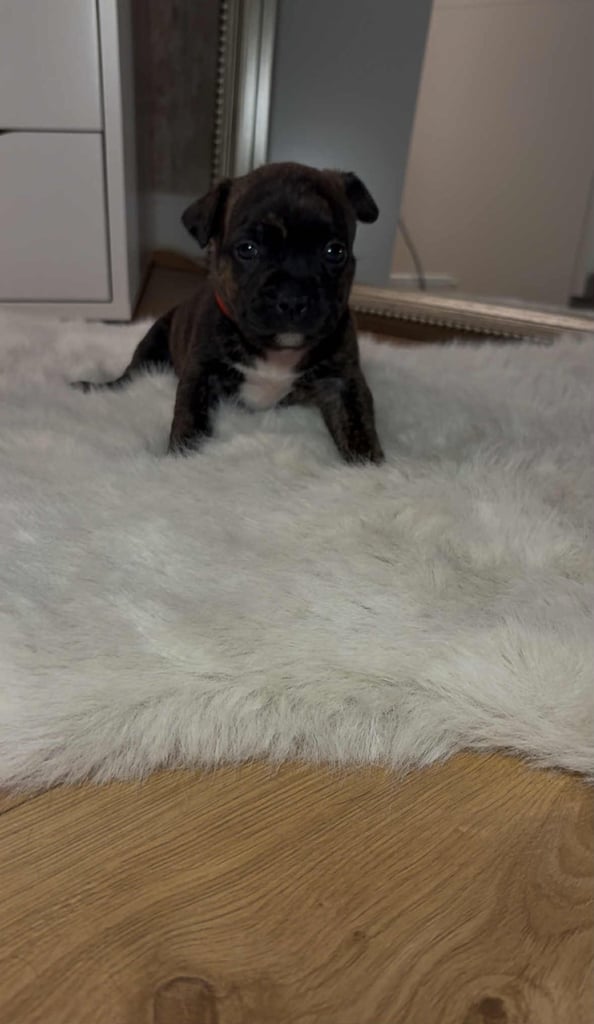 French bull dog X Staffordshire bull terrier