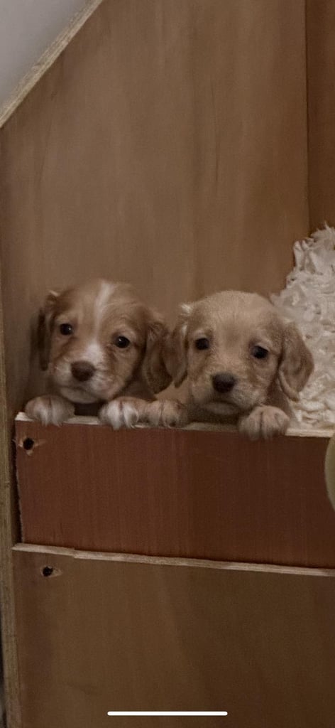 KC Cocker Spaniel Pups - ready to go sunday