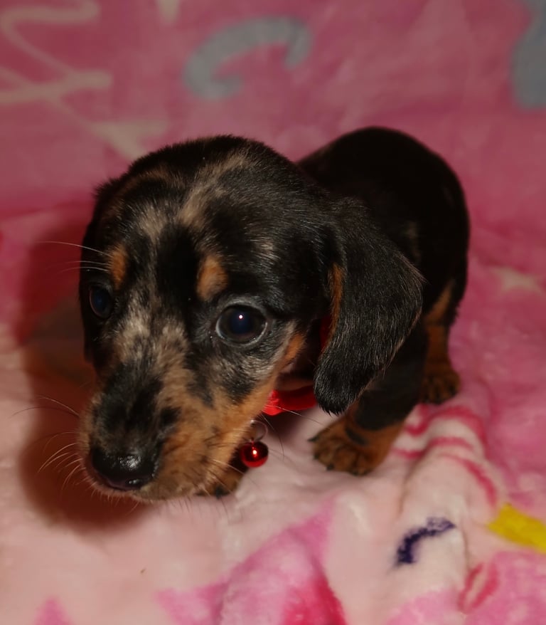 Miniature dachshund pups