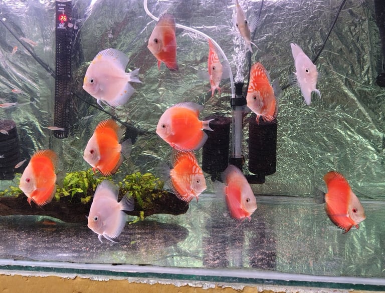 Discus Malawi Cichlids Tropical Fish Pleco Shrimp  Tetra's