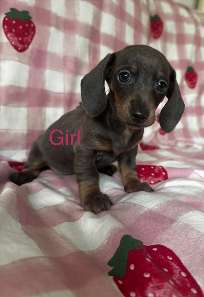 Blue and tan Isabella dachshund 