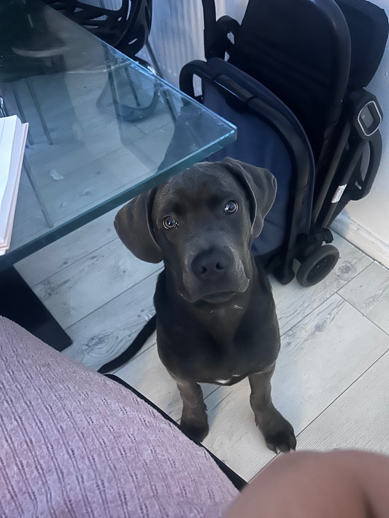 6 months old cane corso 